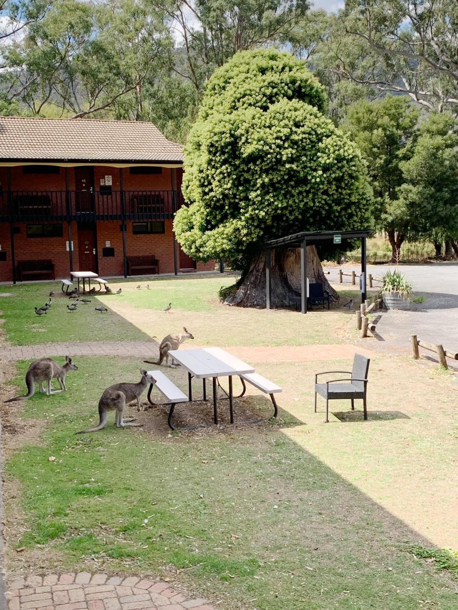 Golden Chain Country Plaza Motel Halls Gap Exterior foto